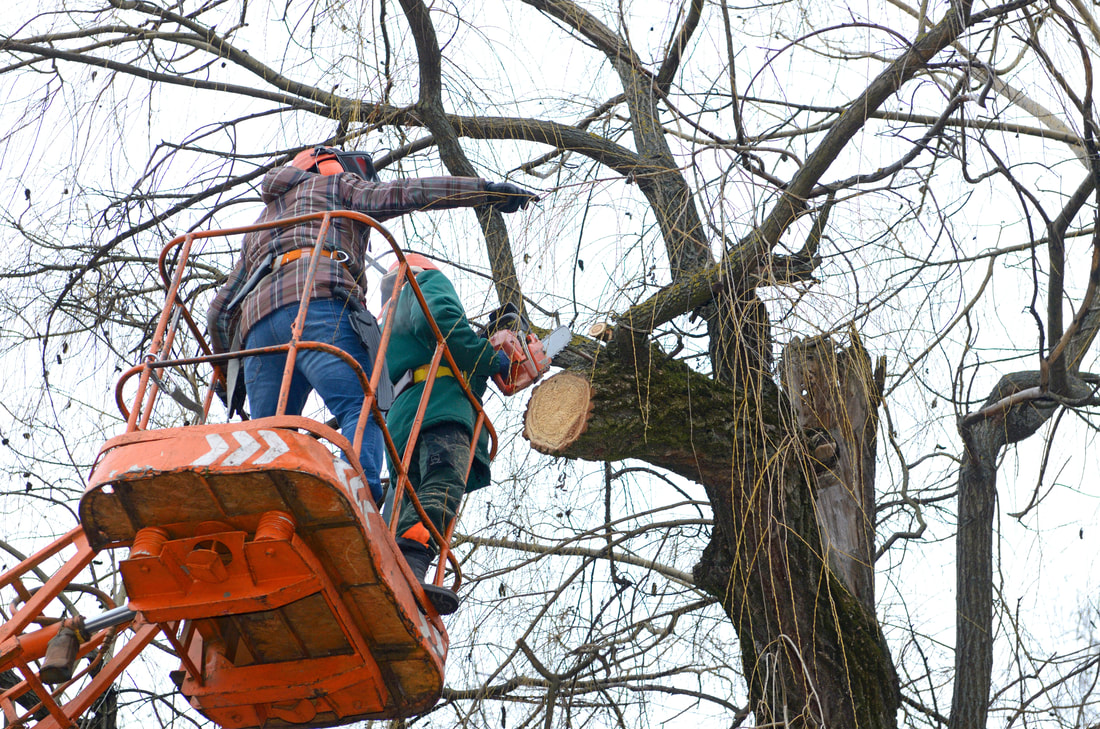 tree care	in Beverly Hills, Ca offer 24 hours services including, tree removal, tree cutting, stump removal, stump grinding and arborist consultation and tree disease control 