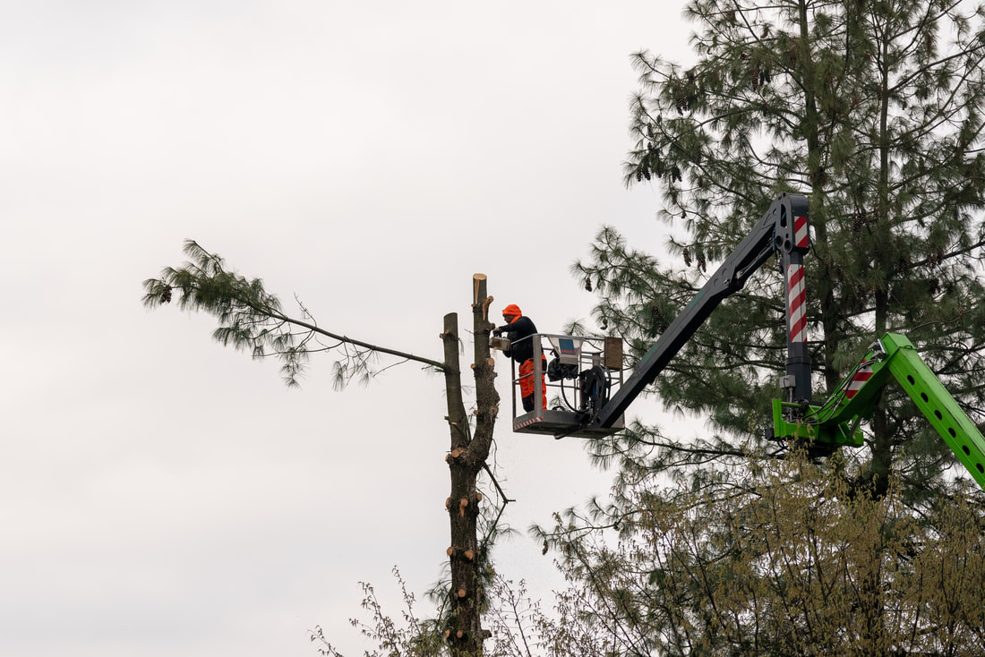 Man high on lift to trim trees