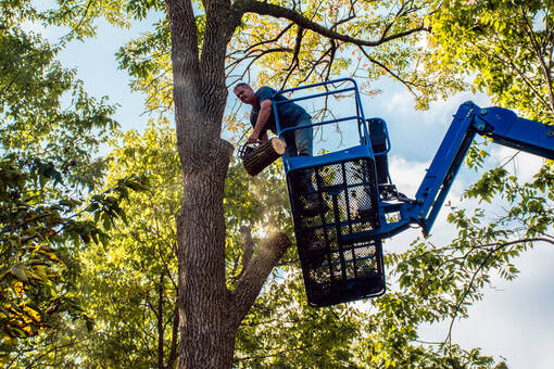 Arborist,  tree removal	