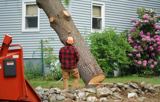Beverly Hills Tree services offers stump removal, stump grinding, tree removal, tree cutting and premium tree services 
