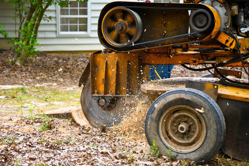 stump removal & tree services near me