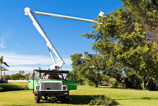 emergency tree service of Beverly Hills offers, tree care	in Beverly Hills, Ca also offer 24 hours services including, tree removal, tree cutting, stump removal, stump grinding and arborist consultation and tree disease control 	