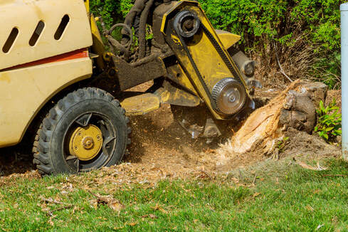 stump grinding, Beverly Hills, Ca. tree care	in Beverly Hills, Ca offer 24 hours services including, tree removal, tree cutting, stump removal, stump grinding and arborist consultation and tree disease control 