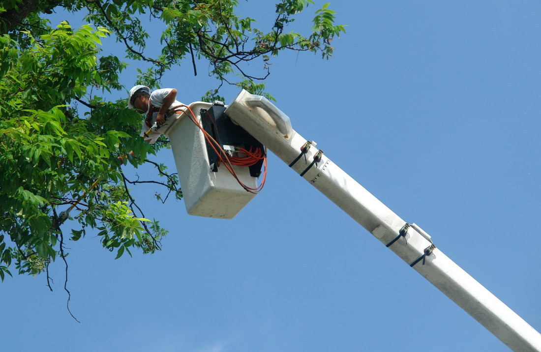Tree-service-Beverly-hills-Ca-Tree-removal-tree company-tree care-tree-planting-tree-services-Beverly Hills